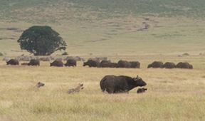 Království divočiny: Hyeny skvrnité, Tanzanie