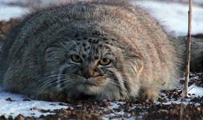 Království divočiny: Manul, Mongolsko