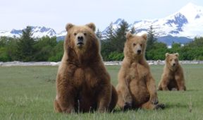 Setkání s grizzlym (2)
