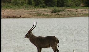 Zoologická v africkém stylu