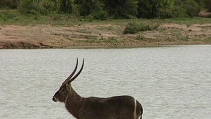 Zoologická v africkém stylu