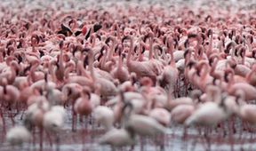 David Attenborough: Afrika (5)