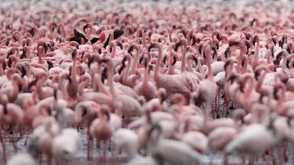 David Attenborough: Afrika (5)