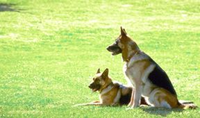 K-9: Soukromý detektiv