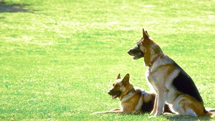 K-9: Soukromý detektiv