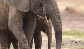 David Attenborough: Afrika (5)