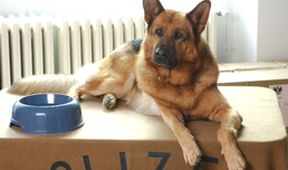 Návrat komisaře Rexe IX (1)