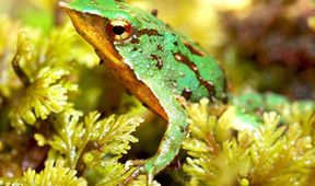 Archa Davida Attenborougha