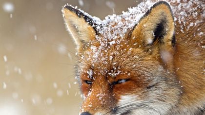 Království divočiny: Podivuhodná zvířata (7/12)