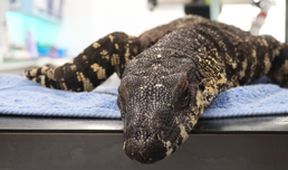 Záchranáři divokých zvířat: Austrálie (7)