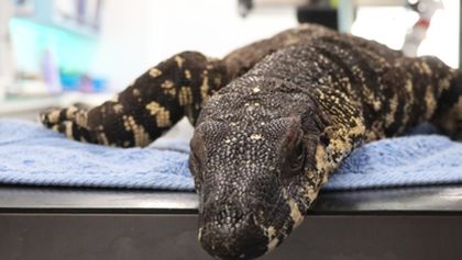 Záchranáři divokých zvířat: Austrálie (7)