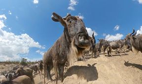 Serengeti III, Zázračná planeta (5/6)
