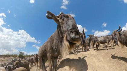 Serengeti III, Zázračná planeta (5/6)