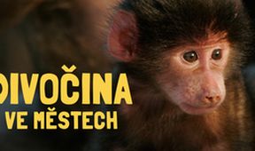Divočina ve městech