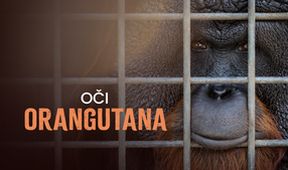 Oči orangutana