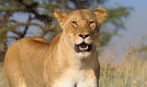 Serengeti (5)
