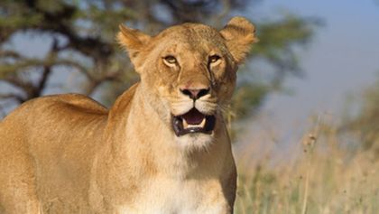 Serengeti (5)