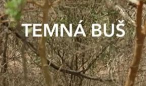 Temná buš