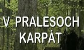 V pralesoch Karpát