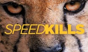 Speed Kills (1)