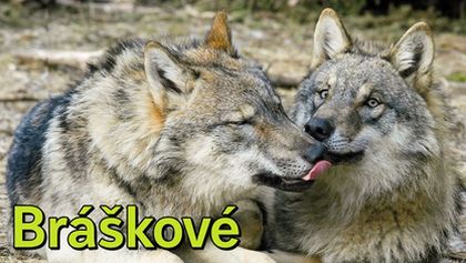 Bráškové