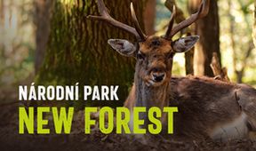 Národní park New Forest
