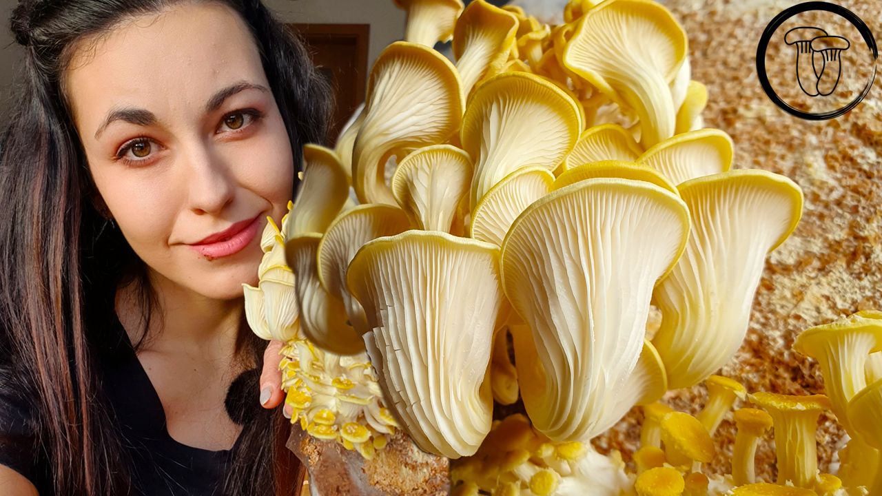 You can also grow mushrooms at home.  The lemon mushroom has a beautiful yellow color and amazing effects