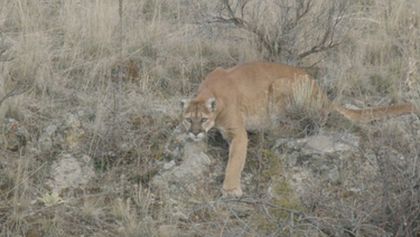 Puma a já