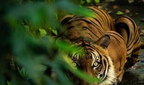 Poslední tygři malajští