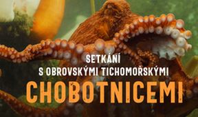 Setkání s obrovskými tichomořskými chobotnicemi