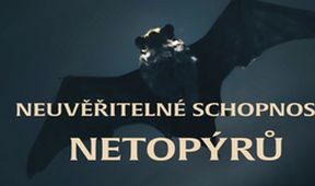 Neuvěřitelné schopnosti netopýrů