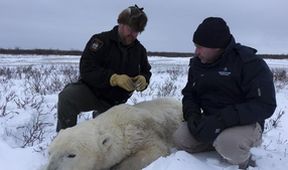 Arktičtí zachránci zvířat (5)