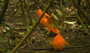 Království divočiny: Skalňák oranžový, Surinam