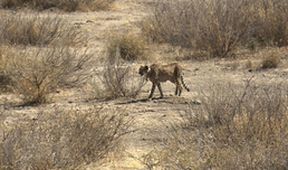 Království divočiny: Gepard, Namibie