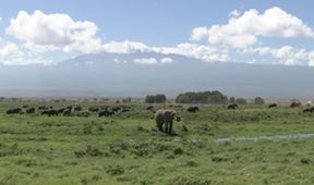 Království divočiny: Slon africký, Tanzanie