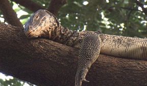 Království divočiny: Varan skvrnitý, Thajsko