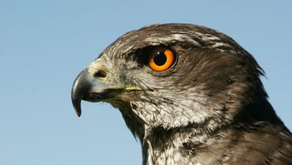 Nebeští lovci: Jestřábi, káně a orli