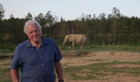 David Attenborough a legendární obří slon Jumbo