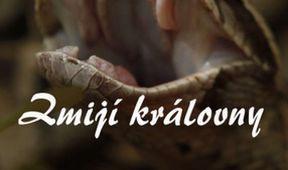 Zmijí královny
