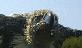 Zázračná planeta: Serengeti (1/6)