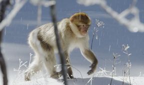 Království divočiny: Makak berberský, Maroko