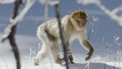 Království divočiny: Makak berberský, Maroko