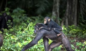 Útulek pro záchranu šimpanzů Jane Goodallové (1/6)