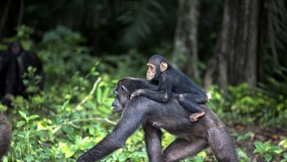 Útulek pro záchranu šimpanzů Jane Goodallové (1/6)