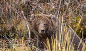 Divocí medvědi grizzly z Yukonu