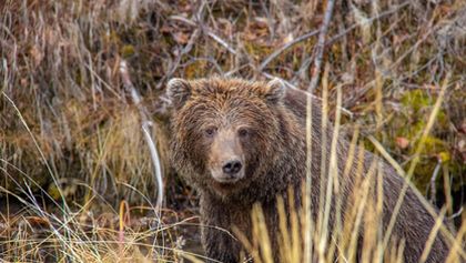 Divocí medvědi grizzly z Yukonu