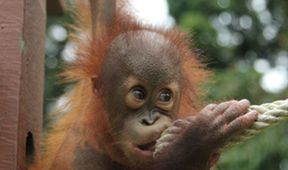 Setkání s orangutany (3)