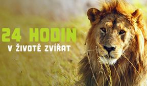 24 hodin v životě zvířat