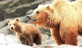 Zázračná planeta: Medvědi grizzly na Aljašce (1/2)