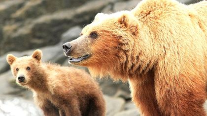 Zázračná planeta: Medvědi grizzly na Aljašce (1/2)